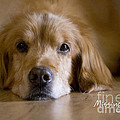 Golden Retriever Missing You Photograph by James BO Insogna Golden Retriever Missing You Photograph by James BO Insogna