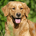 Golden Retriever Photograph by Rolf Kopfle Golden Retriever Photograph by Rolf Kopfle