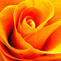 Golden Rose - Digital Painting Effect by Rhonda Barrett Golden Rose - Digital Painting Effect by Rhonda Barrett