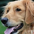 Golden Smile Photograph by Veronica Batterson Golden Smile Photograph by Veronica Batterson