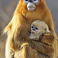 Golden Snub-nosed Monkey And Baby China Photograph by Konrad Wothe Golden Snub-nosed Monkey And Baby China Photograph by Konrad Wothe