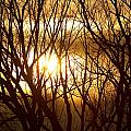 Golden Tree Dream Photograph by James BO Insogna Golden Tree Dream Photograph by James BO Insogna