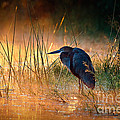 Goliath heron with sunrise over misty river Photograph by Johan Swanepoel Goliath heron with sunrise over misty river Photograph by Johan Swanepoel