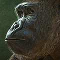 Gorilla Digital Art by Aaron Blaise