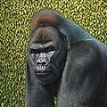 Gorilla with a Hedge Painting by James W Johnson Gorilla with a Hedge Painting by James W Johnson