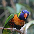 Curious Lorikeet Photograph by Valerie Collins Curious Lorikeet Photograph by Valerie Collins