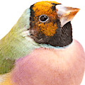 Gouldian Finch Erythrura Gouldiae by David Kenny Gouldian Finch Erythrura Gouldiae by David Kenny