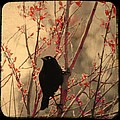 Grackle On Branch by Gothicrow Images Grackle On Branch by Gothicrow Images