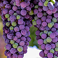 Grape Bunches Portrait by Michael Moriarty