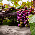 Grapes on the Vine Photograph by Ron Pate Grapes on the Vine Photograph by Ron Pate