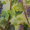 Baby Cabernets III Painting by Maria Hunt Baby Cabernets III Painting by Maria Hunt