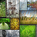 Grass Collage Variety Photograph by Tikvah's Hope Grass Collage Variety Photograph by Tikvah's Hope