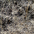 Grass Stalks Photograph by Peter Cutler