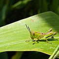 Grasshopper on Corn Leaf Photograph by Lars Lentz Grasshopper on Corn Leaf Photograph by Lars Lentz