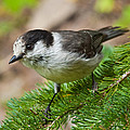Gray Jay on Fir Tree Photograph by Jeff Goulden Gray Jay on Fir Tree Photograph by Jeff Goulden