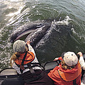 Gray Whale Calf And Tourists Baja Photograph by Flip Nicklin Gray Whale Calf And Tourists Baja Photograph by Flip Nicklin