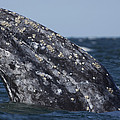 Gray Whale Spyhopping San Ignacio Lagoon by Hiroya Minakuchi Gray Whale Spyhopping San Ignacio Lagoon by Hiroya Minakuchi