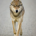 Gray Wolf in Denali Photograph by Yva Momatiuk John Eastcott Gray Wolf in Denali Photograph by Yva Momatiuk John Eastcott
