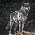 Gray Wolf on Hillside Endangered Species Wildlife Rescue Photograph by Dave Welling Gray Wolf on Hillside Endangered Species Wildlife Rescue Photograph by Dave Welling