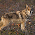 Gray Wolf On Tundra in Denali Photograph by Yva Momatiuk John Eastcott Gray Wolf On Tundra in Denali Photograph by Yva Momatiuk John Eastcott