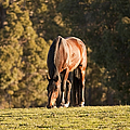 Grazing Horse At Sunset by Michelle Wrighton