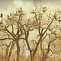 Great Blue Heron Hangout Fine Art Photograph by James BO Insogna Great Blue Heron Hangout Fine Art Photograph by James BO Insogna