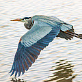 Great Blue Heron Taking Flight by Brian Tada Great Blue Heron Taking Flight by Brian Tada