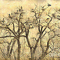Great Blue Herons Colonies Fine Art Photograph by James BO Insogna Great Blue Herons Colonies Fine Art Photograph by James BO Insogna