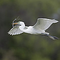 Great Egret Carrying Nesting Material Photograph by Tom Vezo Great Egret Carrying Nesting Material Photograph by Tom Vezo