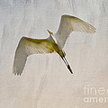 Great Egret Sky Ballet Photograph by Kerri Farley Great Egret Sky Ballet Photograph by Kerri Farley