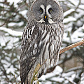 Great Gray Owl In A Tree Germany by Duncan Usher Great Gray Owl In A Tree Germany by Duncan Usher