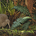 Great Spotted Kiwi Male In Rainforest Photograph by Tui De Roy Great Spotted Kiwi Male In Rainforest Photograph by Tui De Roy