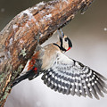 Great Spotted Woodpecker Male Sweden Photograph by Franka Slothouber Great Spotted Woodpecker Male Sweden Photograph by Franka Slothouber