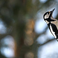 Great Spotted Woodpecker Photograph by Torbjorn Swenelius Great Spotted Woodpecker Photograph by Torbjorn Swenelius