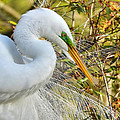 Great White Egret Portrait Photograph by Kathy Baccari Great White Egret Portrait Photograph by Kathy Baccari