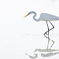 Great White Egret Reflection by Saija Lehtonen Great White Egret Reflection by Saija Lehtonen