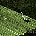 Green Blue Heron by Marian Bell Green Blue Heron by Marian Bell