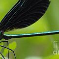 Green Damselfly Photograph by Lynellen Nielsen Green Damselfly Photograph by Lynellen Nielsen