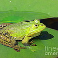 Green Frog Photograph by Amanda Mohler Green Frog Photograph by Amanda Mohler