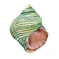 Green Turbo Shell Painting by Amy Kirkpatrick Green Turbo Shell Painting by Amy Kirkpatrick