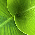 Green Twin Leaves Photograph by Heiko Koehrer-Wagner Green Twin Leaves Photograph by Heiko Koehrer-Wagner