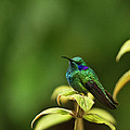 Green Violetear Hummingbird Photograph by Heiko Koehrer-Wagner Green Violetear Hummingbird Photograph by Heiko Koehrer-Wagner