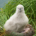 Grey-headed Albatross Chick by Yva Momatiuk John Eastcott Grey-headed Albatross Chick by Yva Momatiuk John Eastcott