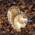 Grey squirrel Photograph by Spikey Mouse Photography Grey squirrel Photograph by Spikey Mouse Photography