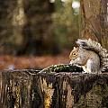 Grey Squirrel on a Stump Photograph by Spikey Mouse Photography Grey Squirrel on a Stump Photograph by Spikey Mouse Photography