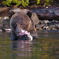 Grizzly and Salmon Photograph by Bill Cubitt Grizzly and Salmon Photograph by Bill Cubitt