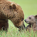 Grizzly Bear And Cub in Katmai Photograph by Yva Momatiuk John Eastcott Grizzly Bear And Cub in Katmai Photograph by Yva Momatiuk John Eastcott