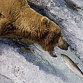 Grizzly Bear Catching Salmon Photograph by Matthias Breiter Grizzly Bear Catching Salmon Photograph by Matthias Breiter