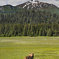 Grizzly Bear Mother And Cubs In Meadow Photograph by Richard Garvey-Williams Grizzly Bear Mother And Cubs In Meadow Photograph by Richard Garvey-Williams