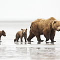 Grizzly Bear Mother And Cubs Lake Clark Photograph by Richard Garvey-Williams Grizzly Bear Mother And Cubs Lake Clark Photograph by Richard Garvey-Williams